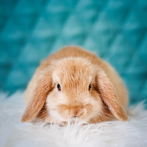 Rabbit Grooming