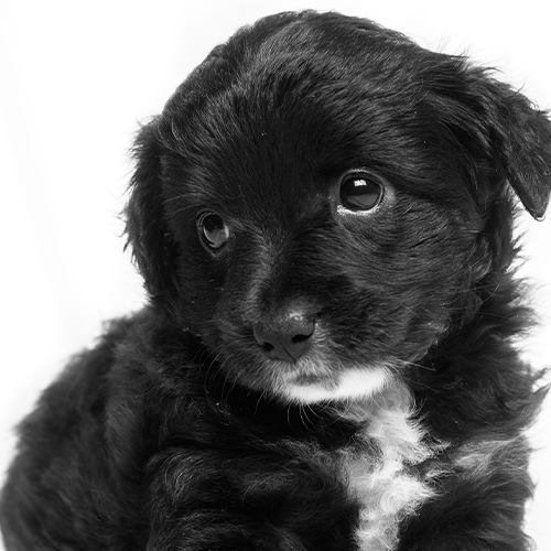 Puppy Intro