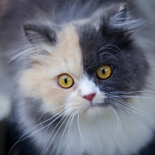 Cat Grooming
